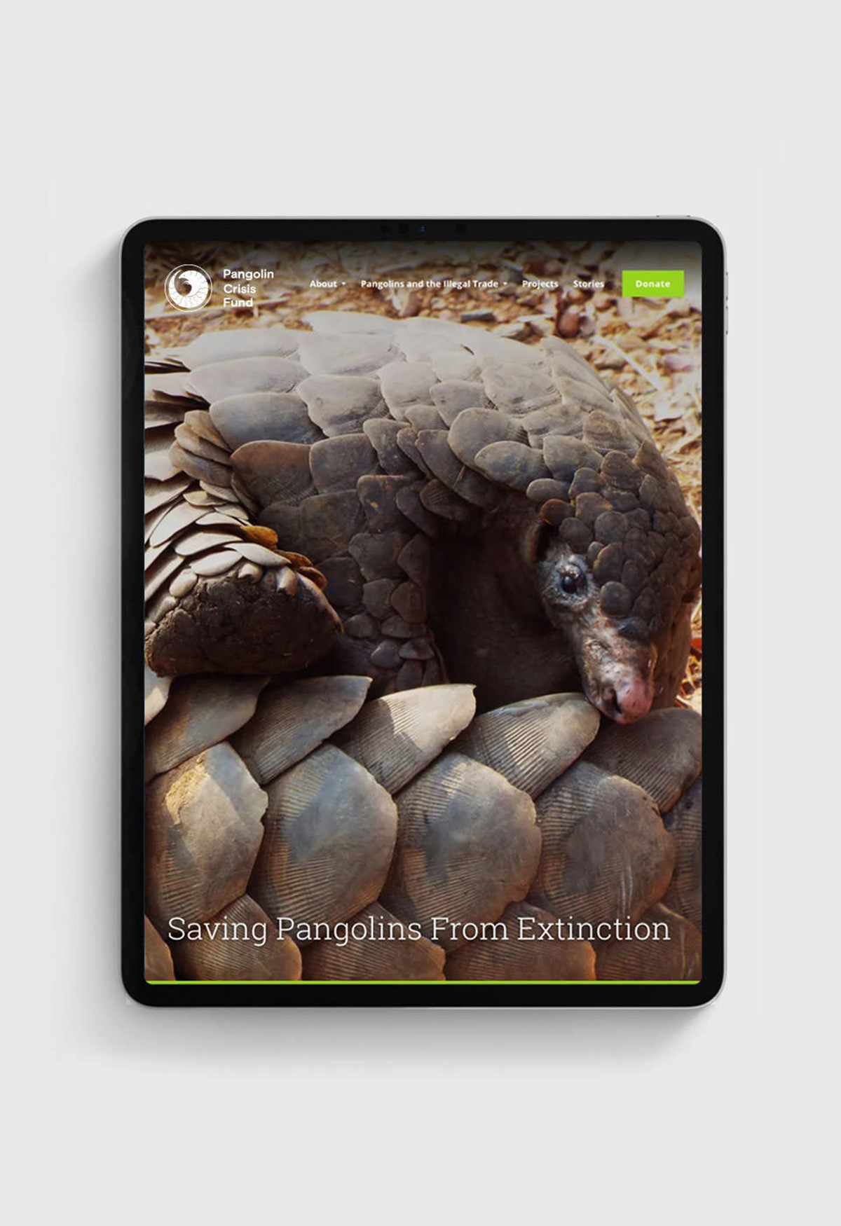 Pangolin Crisis Fund – Website. Brand identity design by Superfried. 