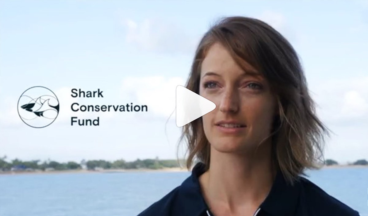 Shark Conservation Fund logo on instagram video screen grab. Client: DiCaprio Foundation.