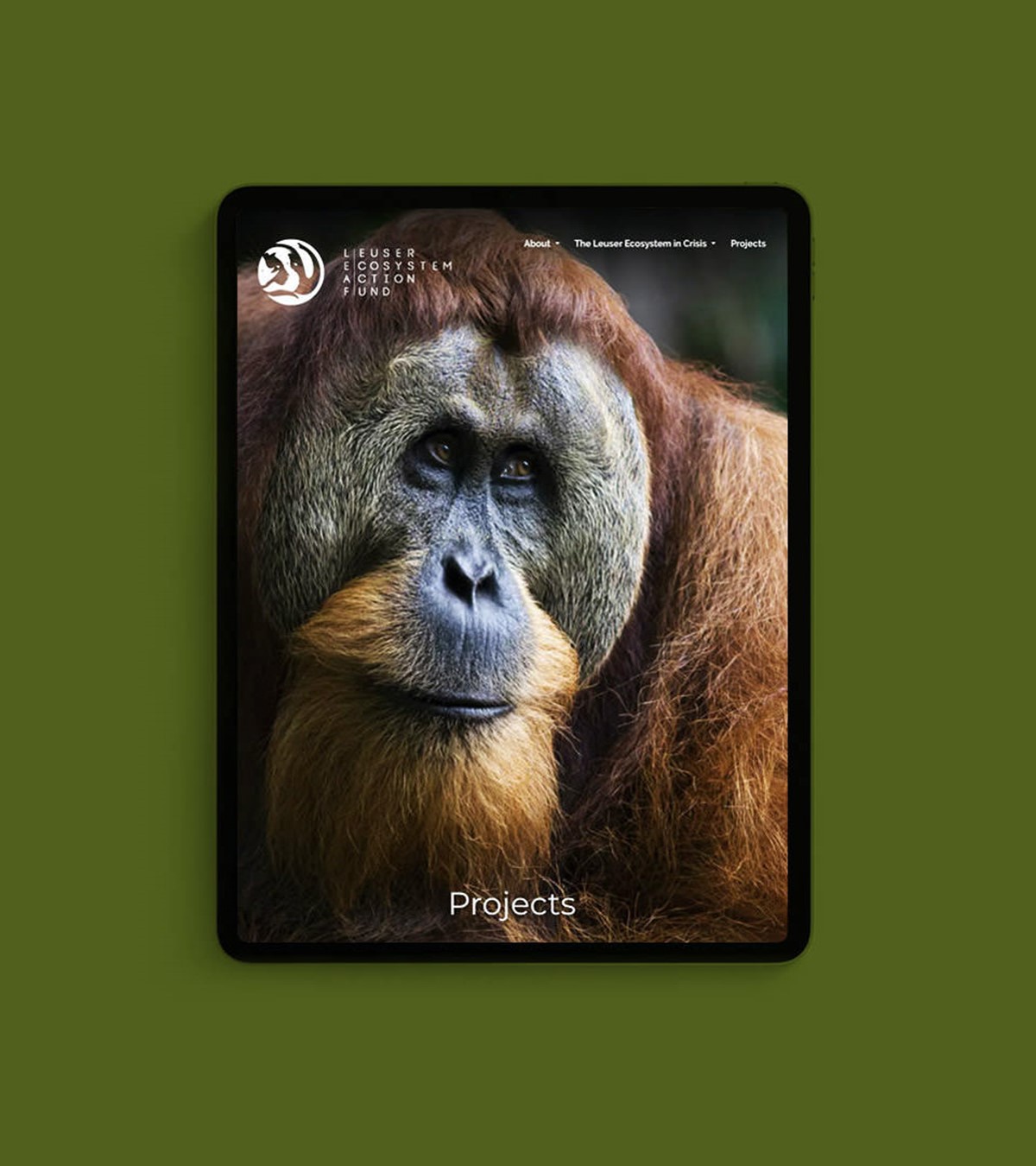 Leuser Ecosystem Action Fund [LEAF] website on an iPad. Client: DiCaprio foundation + Sumatran Orangutan Society [SOS].